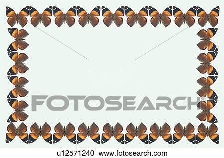 Stock Image - The Square Frame Of A Butterfly. Fotosearch
