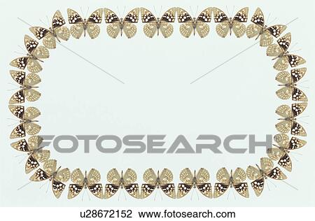 The Square Frame Of A Butterfly View Large Photo Image Stock Image - The Square Frame Of A Butterfly. Fotosearch