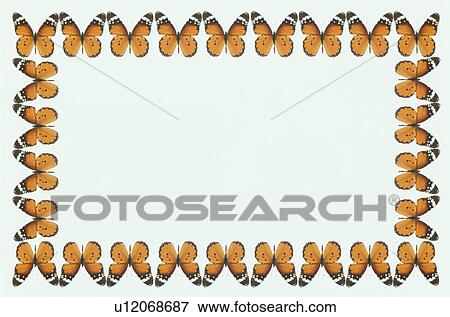 The Square Frame Of A Butterfly View Large Photo Image Stock Photo - The Square Frame Of A Butterfly. Fotosearch