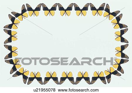 The Square Frame Of A Butterfly View Large Photo Image Stock Photo - The Square Frame Of A Butterfly. Fotosearch
