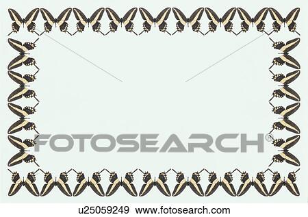 The Square Frame Of A Butterfly View Large Photo Image Stock Photo - The Square Frame Of A Butterfly. Fotosearch