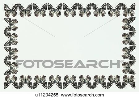 The Square Frame Of A Butterfly View Large Photo Image Stock Photography - The Square Frame Of A Butterfly. Fotosearch
