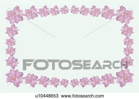 Stock Image - The Square Frame Of A Pink Azalea. Fotosearch