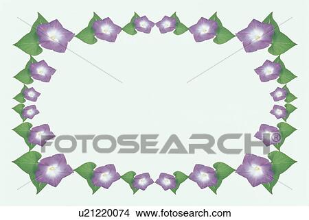 Picture - The Square Frame Of A Purple Morning Glory. Fotosearch