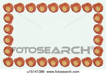 Stock Photograph - The Square Frame Of A Red Poppy. Fotosearch
