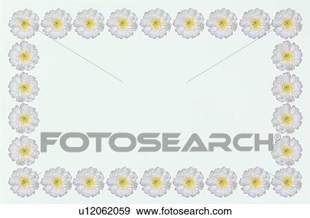 The Square Frame Of A White Chrysanthemum View Large Photo Image Stock Photo - The Square Frame Of A White Chrysanthemum. Fotosearch