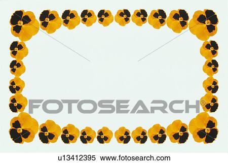 Stock Photography - The Square Frame Of A Yellow Pansy. Fotosearch