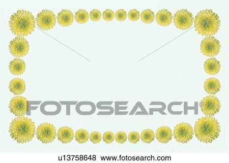 The Square Frame Of A Yellow Chrysanthemum View Large Photo Image Stock Photo - The Square Frame Of A Yellow Chrysanthemum. Fotosearch