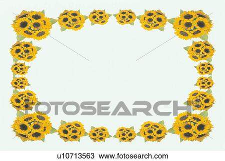 Stock Image - The Square Frame Of A Yellow Sunflower. Fotosearch