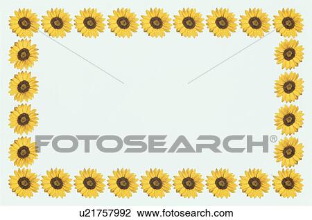 The Square Frame Of A Yellow Sunflower View Large Photo Image Stock Image - The Square Frame Of A Yellow Sunflower. Fotosearch
