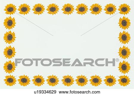 Stock Photo - The Square Frame Of A Yellow Sunflower. Fotosearch