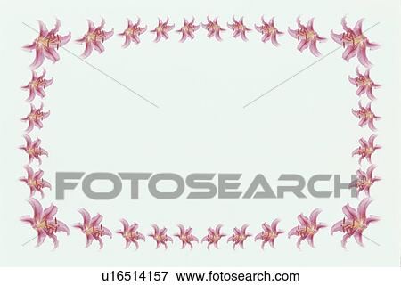 The Square Frame Of Lily View Large Photo Image Stock Photo - The Square Frame Of Lily. Fotosearch