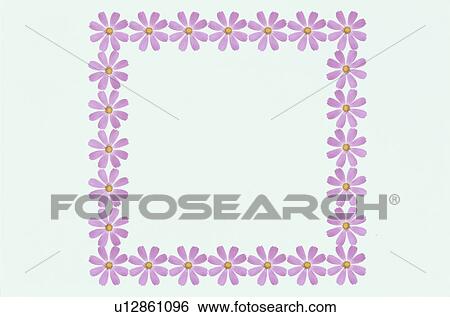 Stock Photograph - The Square Frame Of Pink Cosmos. Fotosearch