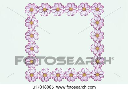 Stock Photography - The Square Frame Of Pink Cosmos. Fotosearch
