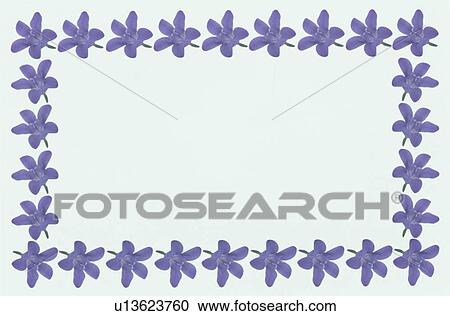 Stock Image - The Square Frame Of Purple Bellflower. Fotosearch