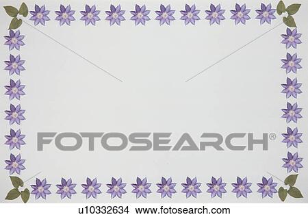 The Square Frame Of Purple Clematis View Large Photo Image Picture - The Square Frame Of Purple Clematis. Fotosearch