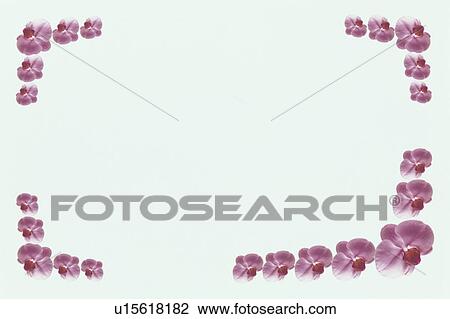 Stock Image - The Square Frame Of Purple Phalaenopsis. Fotosearch