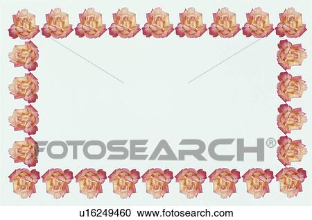 The Square Frame Of Roses View Large Photo Image Stock Image - The Square Frame Of Roses. Fotosearch