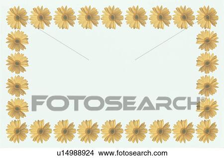 The Square Frame Of The Gerbera View Large Photo Image Picture - The Square Frame Of The Gerbera. Fotosearch