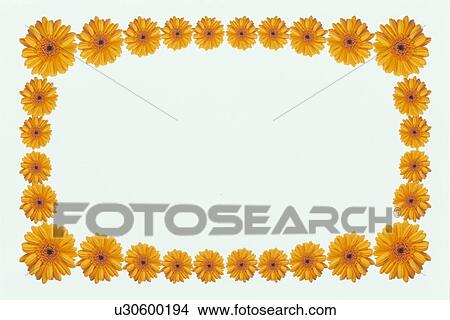 Picture - The Square Frame Of The Gerbera. Fotosearch
