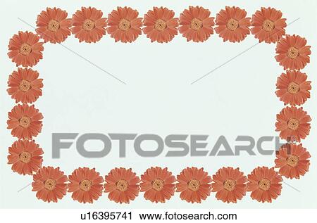 The Square Frame Of The Gerbera View Large Photo Image Stock Image - The Square Frame Of The Gerbera. Fotosearch