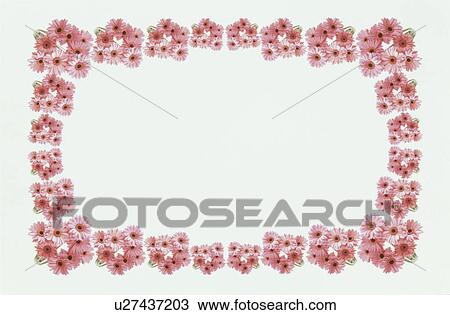 The Square Frame Of The Gerbera View Large Photo Image Stock Image - The Square Frame Of The Gerbera. Fotosearch