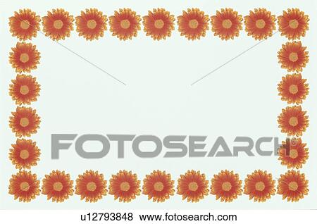 Stock Photo - The Square Frame Of The Gerbera. Fotosearch