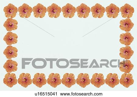 Stock Image - The Square Frame Of The Hibiscus Of An Orange. Fotosearch