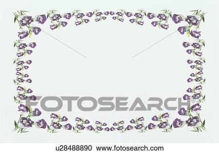 Stock Image - The Square Frame Of The Purple Turkey Chinese Bellflower. Fotosearch