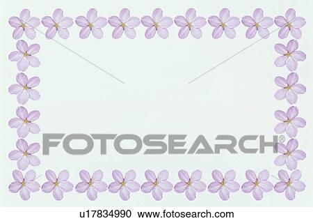 Stock Image - The Square Frame With A Pink Cherry Tree. Fotosearch