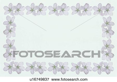 Stock Photo - The Square Frame With A Pink Cherry Tree. Fotosearch