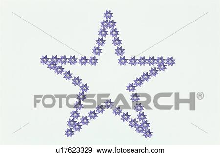 Stock Photo - The Star Made Wiith Purple Clematis. Fotosearch