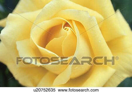 Stock Photography - A Yellow Rose. Fotosearch