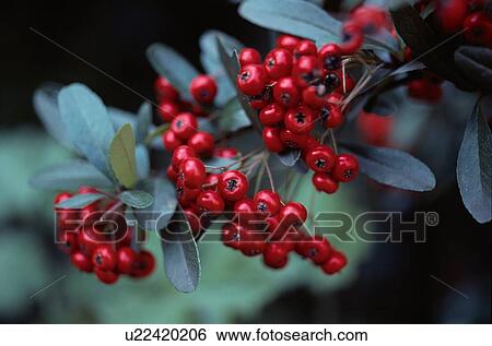 Stock Photograph - Branch Of Red Berries. Fotosearch
