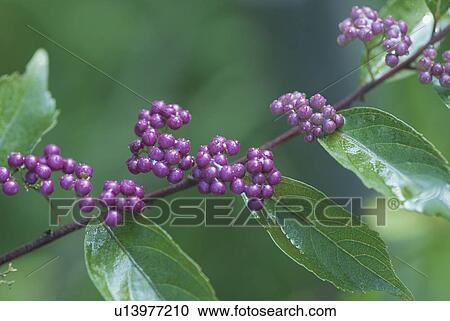 Stock Image - Callicarpa Japonica. Fotosearch
