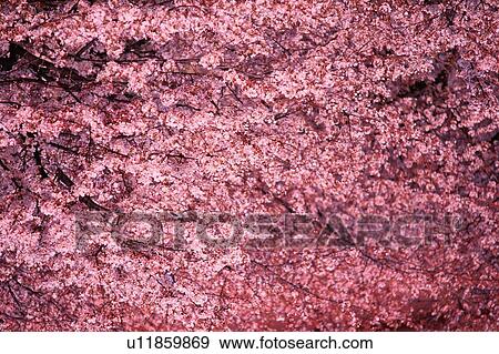 Stock Photo - Cherry Blossom. Fotosearch