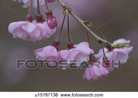 Stock Photo - Cherry Blossom. Fotosearch