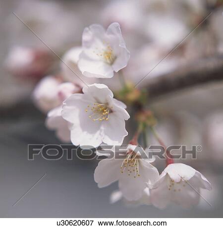 Stock Photo - Cherry Blossom. Fotosearch