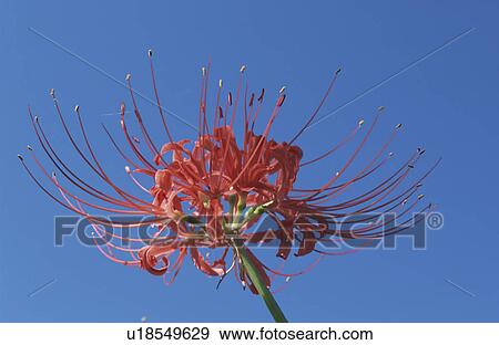Stock Photo - Cluster Amaryllis. Fotosearch