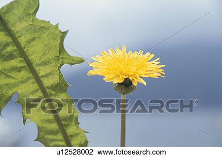 Stock Image - Dandelion. Fotosearch