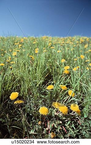 Picture - Dandelions In Grass. Fotosearch