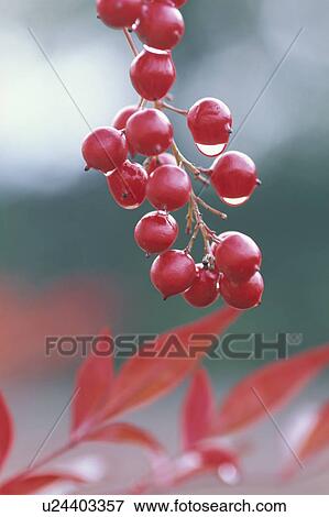 Droplets On Berries View Large Photo Image Stock Photo - Droplets On Berries. Fotosearch