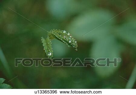 Droplets On Leaf Blades View Large Photo Image Stock Photograph - Droplets On Leaf Blades. Fotosearch