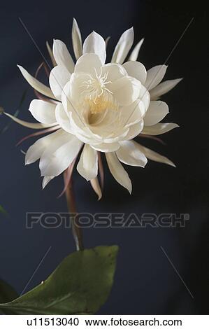 Epiphyllum Oxypetalum View Large Photo Image Stock Image - Epiphyllum Oxypetalum. Fotosearch