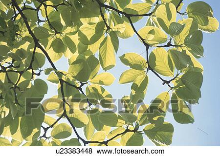 Green Leaves In Sunlight View Large Photo Image Stock Photo - Green Leaves In Sunlight. Fotosearch