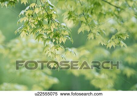 Green Leaves On Branch View Large Photo Image Stock Photography - Green Leaves On Branch. Fotosearch