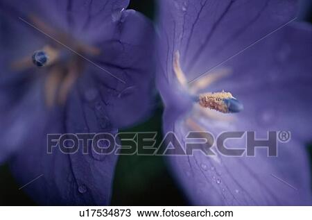 Hydrangea Flowers View Large Photo Image Stock Image - Hydrangea Flowers. Fotosearch