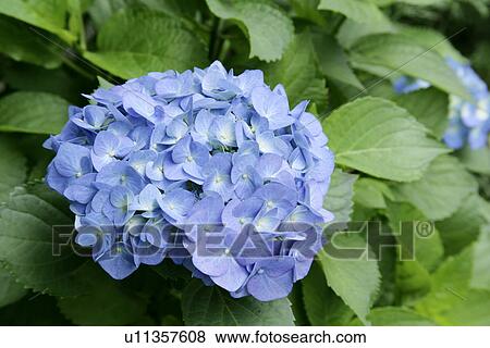 Hydrangea View Large Photo Image Stock Photo - Hydrangea. Fotosearch