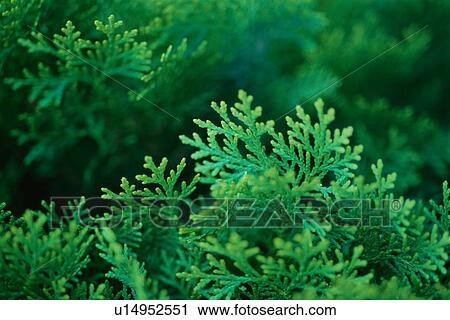 Japanese Cedar View Large Photo Image Stock Image - Japanese Cedar. Fotosearch