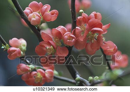 Stock Photo - Japanese Quince. Fotosearch